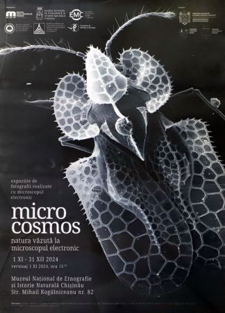 Microcosmos: natura văzută la microscopul electronic