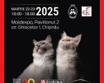 International Cat Show